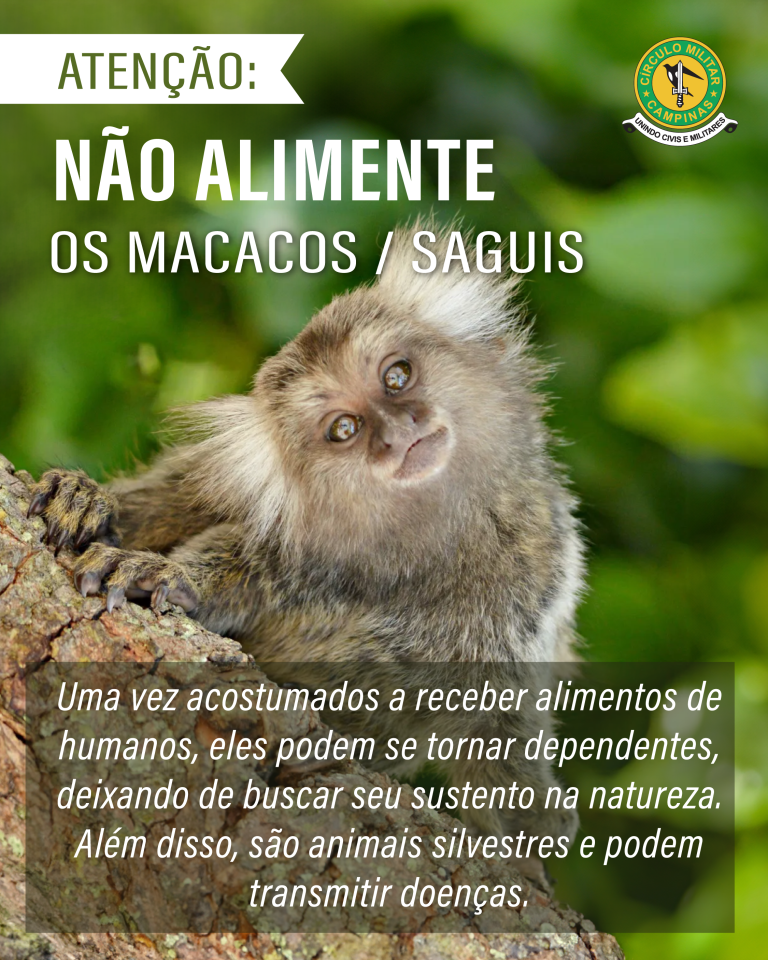 Não alimente os macacos/saguis